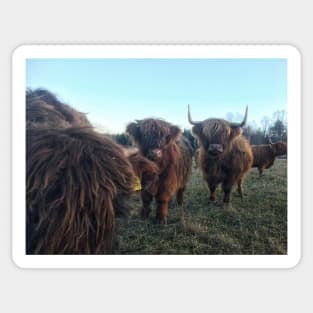 Scottish Highland Cattle Calves 1851 Sticker